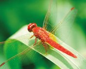 Chapman, A* and Van Blerk, GN - 2016 Case Study